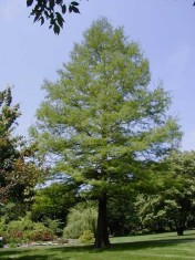 CHIPAROS de balta - Taxodium distichum foto