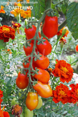 Seminte tomate cherry - DATTERINO - 30 seminte/plic foto