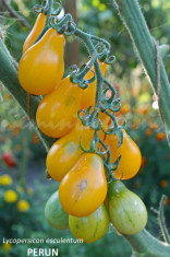 Seminte tomate cherry galbene - PERUN - 30 seminte/plic foto