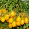 Seminte tomate cherry galbene - ILDI - 30 seminte/plic