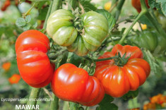 Seminte tomate - MAWAR - 30 seminte/plic foto