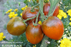Seminte tomate negre - RUSSIAN BLACK - 30 seminte/plic foto