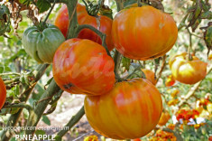 Seminte tomate mari bicolore - PINEAPPLE - 30 seminte/plic foto