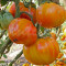 Seminte tomate mari bicolore - PINEAPPLE - 30 seminte/plic