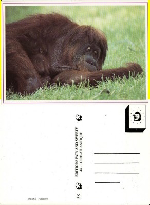 Ilustrata animale- Maimuta foto
