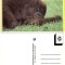 Ilustrata animale- Maimuta