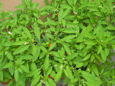 PLANTA,,MARUL LUI ADAM&amp;#039;&amp;#039; - Solanum pseudocapsicum foto