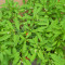 PLANTA,,MARUL LUI ADAM&#039;&#039; - Solanum pseudocapsicum