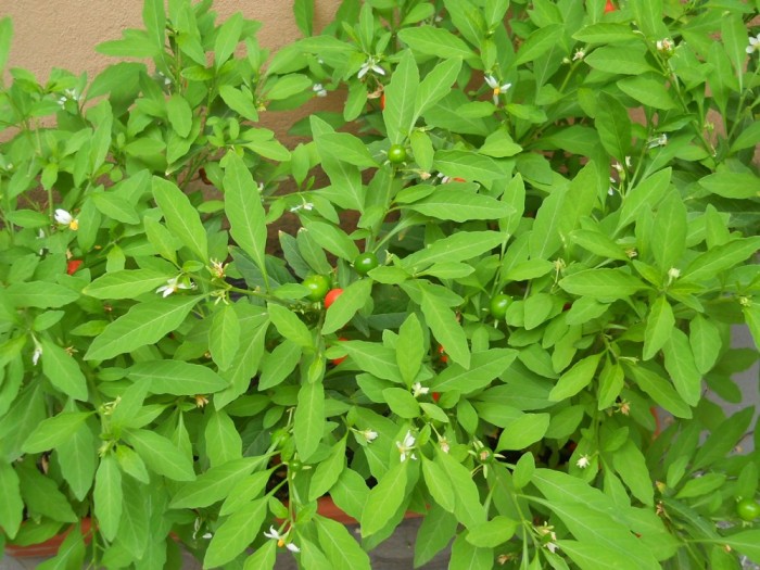 PLANTA,,MARUL LUI ADAM'' - Solanum pseudocapsicum foto mare PLANTA,,MARUL LUI ADAM'' - Solanum pseudocapsicum foto mare