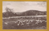 LIPOVA ARAD APROX 1925 (B), Necirculata, Fotografie