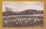 Carte Postala Lipova Arad 1925 (B) Crisana - Colectie Fotografie Veche
