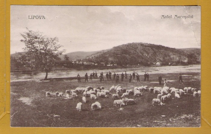 LIPOVA ARAD APROX 1925 (B)
