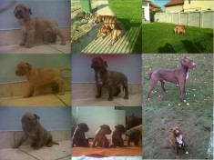 Pui Pitbull Red Nose de vanzare! foto