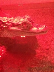 Pui Crocodil Caiman foto