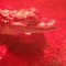 Pui Crocodil Caiman
