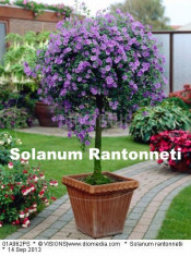 Arbusti Solanum Rantonneti foto