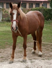 Cal - manz semigreu romanesc foto