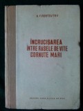 Incrucisarea intre rasele de vite Cornute mari - N.F. Rostovtev - 1951