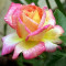 Trandafir Tea Hybrid (butas) - Grace Bulgaria