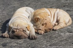 Catei shar-pei cutati 7 saptamani foto