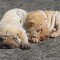 Catei shar-pei cutati 7 saptamani