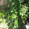 Schefflera (Seflera) planta ornamentala de 7 ani