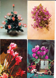 Flori,lot 4 bucati ilustrate postale circulate