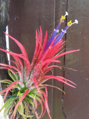 Tillandsia foto