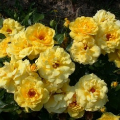 Trandafir Polianta (butas) - Desert Rose Bulgaria foto