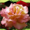 Trandafir Tea Hybrid (butas) - Gioia Bulgaria