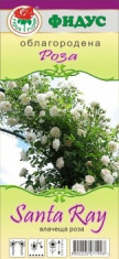 Trandafir Catarator (butas) - Santa Ray Bulgaria foto