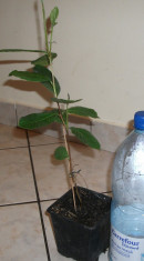 PSIDIUM GUAJAVE -GUAVA foto