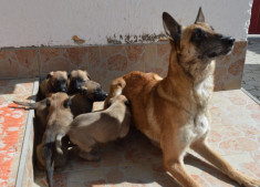 Pui Ciobanesc Belgian Malinois foto