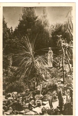 AMP3764 Cluj, gradina botanica, natura, RPR foto