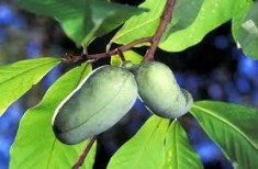 PAW PAW -( Banana Nordului ) Pom fructifer foto