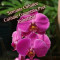 Seminte Orhidee .Livrare gratuita.Pachet 20 seminte