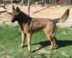 Femele adulte Ciobanesc Belgian Malinois foto