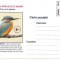 #carte postala-Editia de lux-pasari-Pescarelul albastru-marca fixa