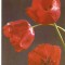 AMP3918 Flori, RPR