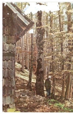 AMP3998 Sinaia, padure, RPR foto