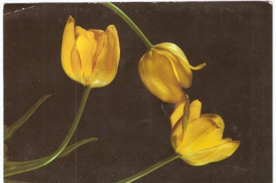 AMP3941 Flori, RPR foto