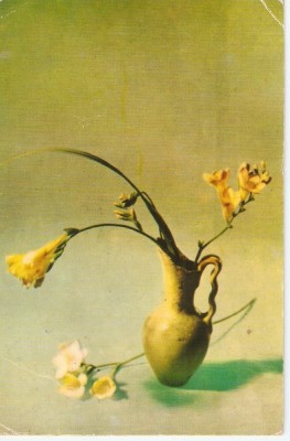 AMP3935 Flori, RPR foto