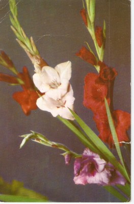 AMP3943 Flori, RPR foto