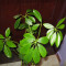 Plante ornamentale de apartament Arbore de Cauciuc ()