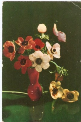 AMP3938 Flori, RPR foto