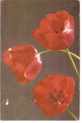 AMP3919 Flori, RPR foto