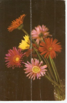 AMP3927 Flori, RPR foto