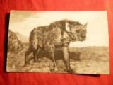 Carte Postala -Fotografie - Fauna - Hiena