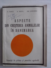 Aspecte din cresterea animalelor in Danemarca - E. Raicu / C22P foto