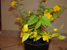 KERIA JAPONICA foto